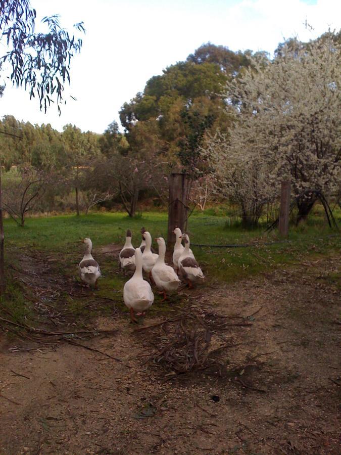 トーキーBellbrae Harvestアパートメント エクステリア 写真